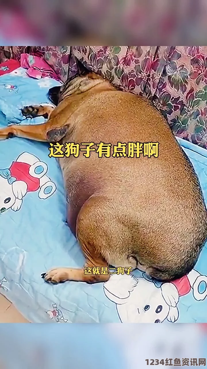 人or猪or狗窦寇儿已食八颗荔枝，还欲何求？