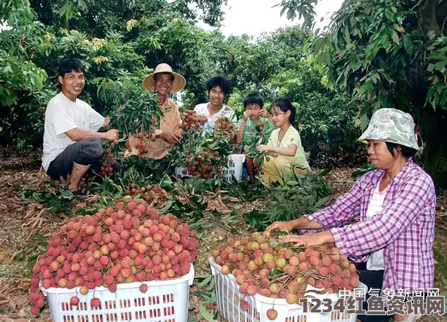 越南荔枝出口受阻，全民共享果实盛宴，挑战与机遇并存