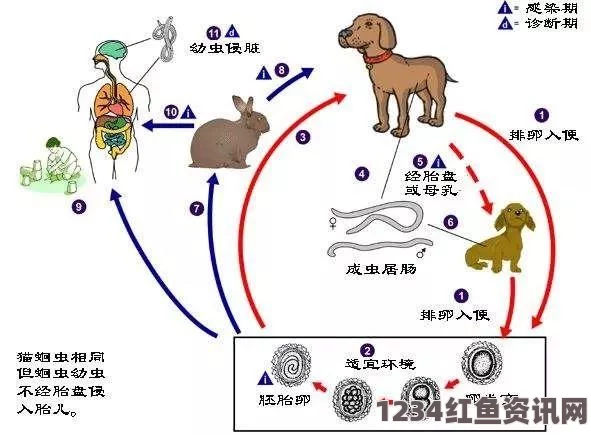 日本发现狗粪寄生虫包虫卵，揭示潜在健康风险与人畜共患疾病问题