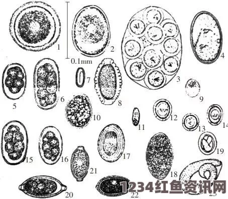 日本发现狗粪寄生虫包虫卵，揭示潜在健康风险与人畜共患疾病问题