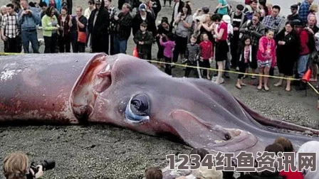 罕见四米巨鱿惊现日本海域，巨型海洋生物现身引发关注