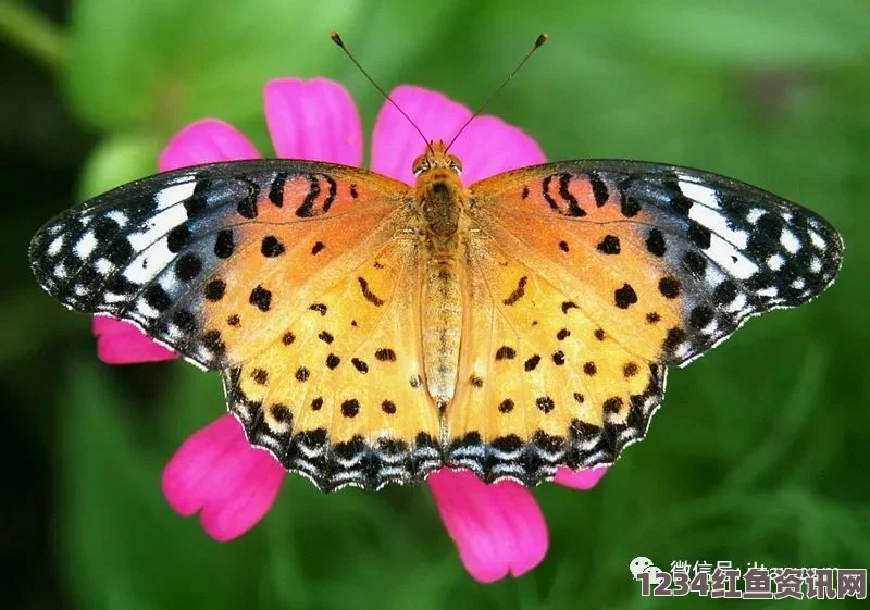 真实的国产乱XXXX在线四季女生稀有的蝴蝶品种特征解析，了解这些独特的美丽