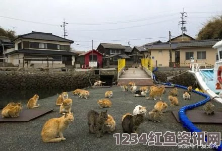 日本爱媛县猫岛奇观，猫群繁衍生息，人类居民寥寥无几