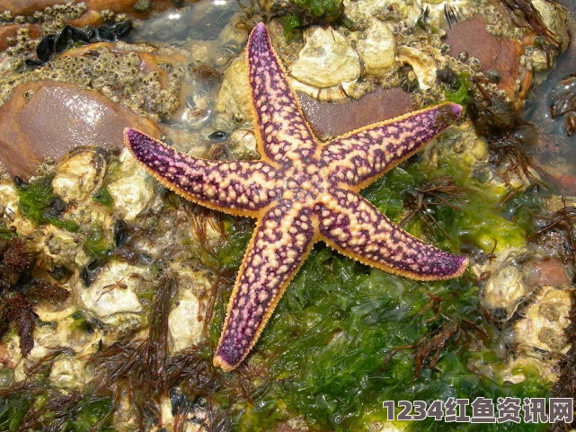 日本第8海星在高知县海域遭遇火灾，多人失踪——最新情况与问答环节