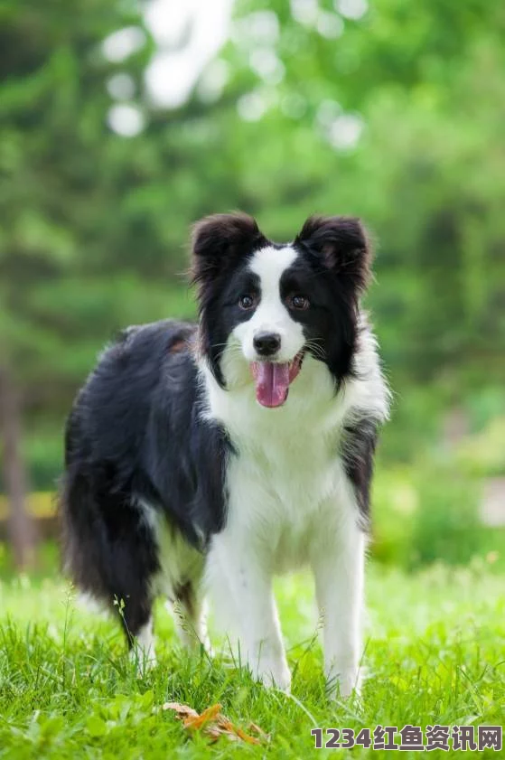 牧羊犬不屈意志，瘫痪装上轮椅继续牧羊之旅