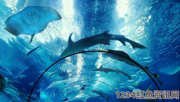 丹麦水族馆解剖死亡海豚事件揭秘，图文报道引发社会热议