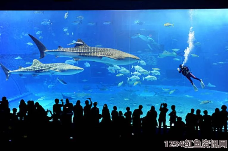 丹麦水族馆公开解剖搁浅死亡海豚事件引发热议（图文报道）