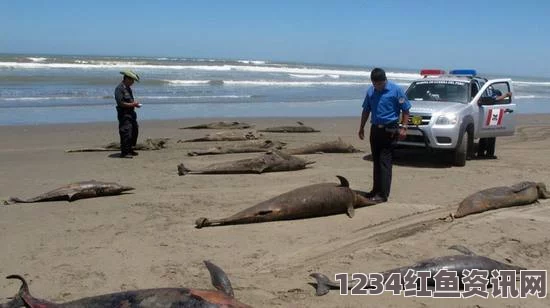 丹麦水族馆公开解剖搁浅死亡海豚事件引发热议（图文报道）