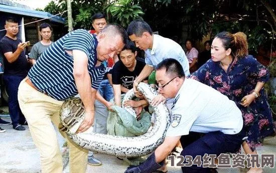 巴厘岛度假惊魂，保安遭遇罕见巨蟒命丧瞬间