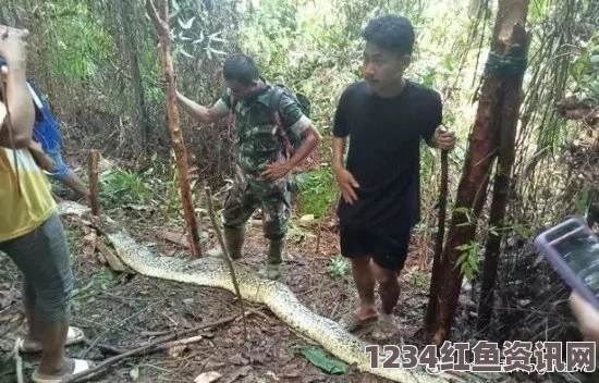 巴厘岛度假惊魂，保安遭遇罕见巨蟒命丧瞬间