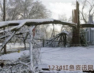 冻雨暴雪袭击北美洲东北部，美加超五十万户遭遇断电危机