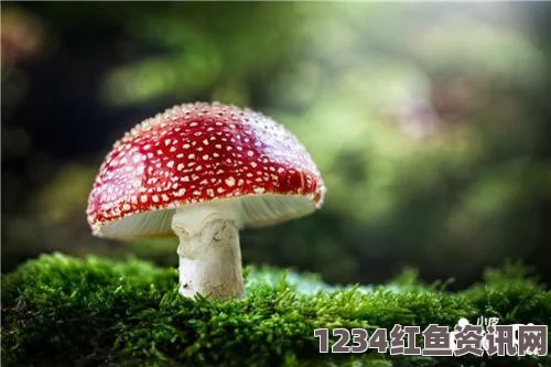 西班牙药师发现罕见巨型蘑菇，引发韩国网友热议，蘑菇之王现身！