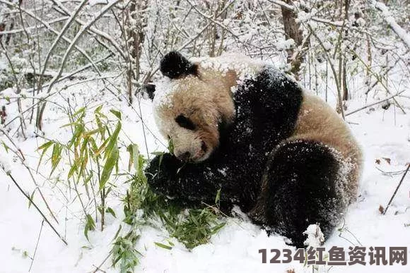 揭秘大熊猫的冬眠习性，森林驿站1月11日题目答案揭晓